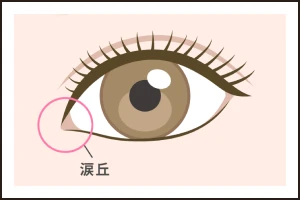 蒙古ひだが少ない目頭が開いている目